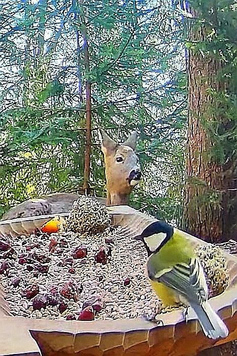 livebirdspoland_54f02fc66ba83d91d0f6d71088d192c8.jpg