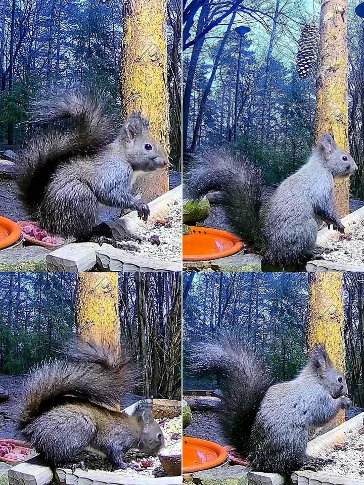 livebirdspoland_940c2e35828999ee0f41a19288d73160.jpg