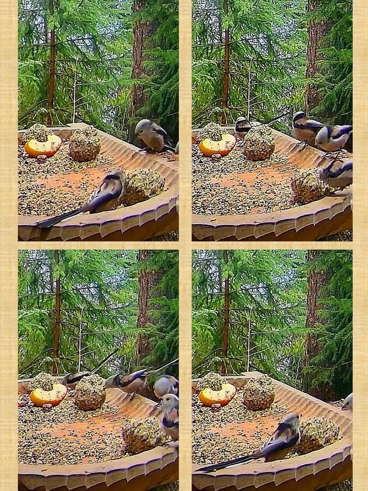 livebirdspoland_c7326cf6539973d05e98930e9ed8ec8e.jpg