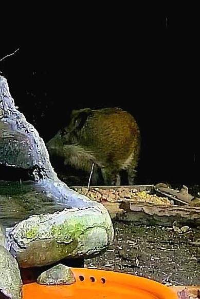 livebirdspoland_e6297cdd9f3666d8a2e1d0da4cccc77d.jpg