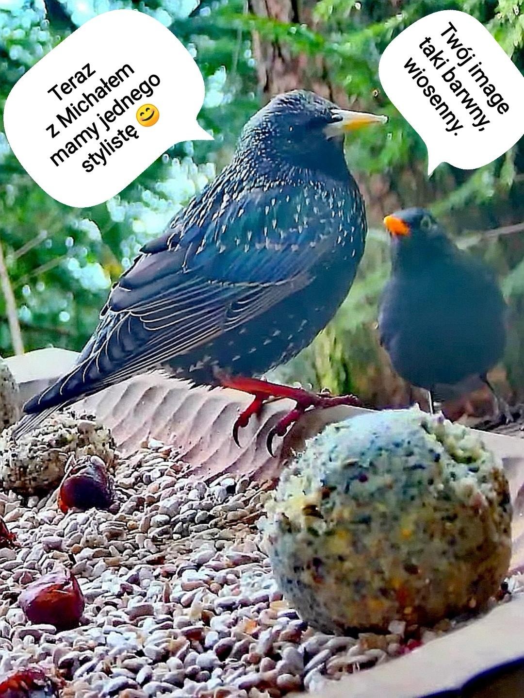 livebirdspoland_d3aa41fcc0e9ce2667249b4603799ce6.jpg