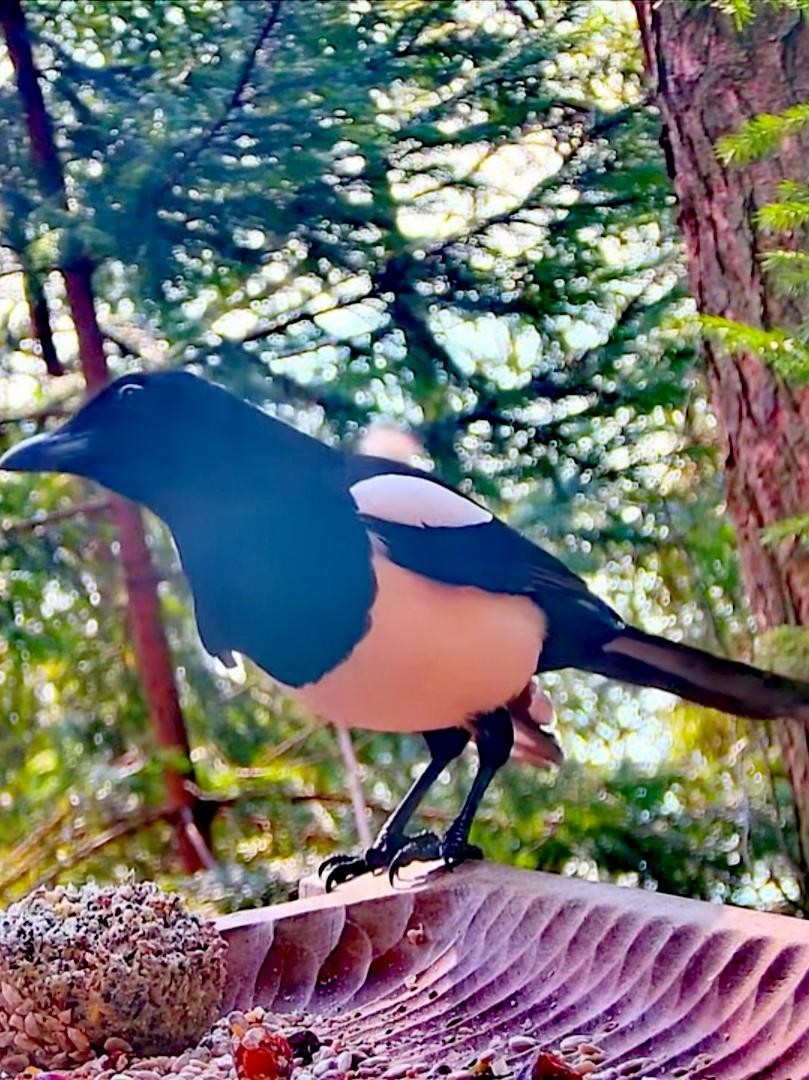 livebirdspoland_14b41a016f94cafde6803c847fed9da8.jpg