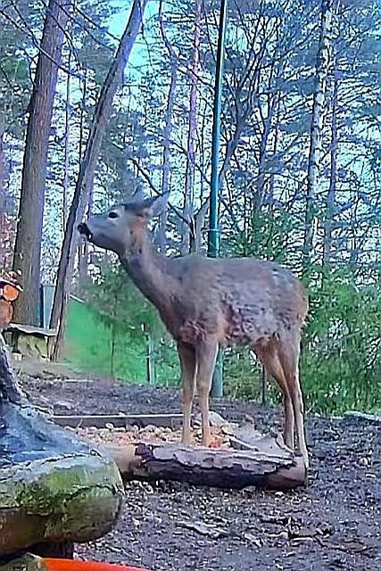livebirdspoland_2cf0f8da6cbe98495ffb44b4a6acada3.jpg