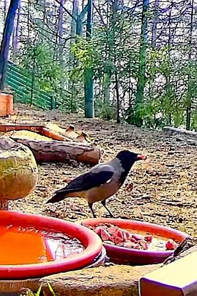 livebirdspoland_8abd724610d737889bf2a1071e77e833.jpg