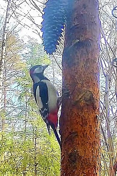livebirdspoland_64467a1fc753b11143b3feaf58d69952.jpg