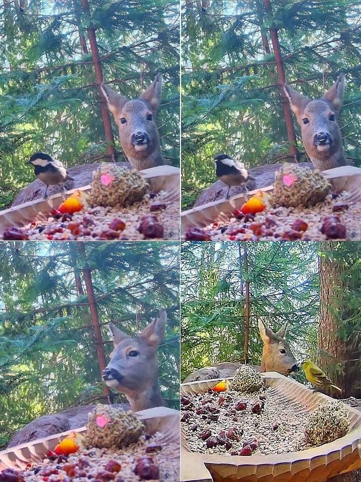 livebirdspoland_2f5d56d967b5823704f2b1099200d760.jpg