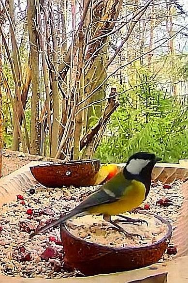 livebirdspoland_73d03dc94b835aaf43e6d0dfa97b144a.jpg