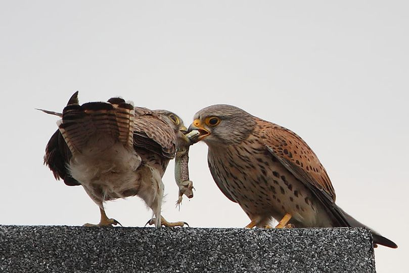 livebirdspoland_2f6ce32710e903c321eef7bbe78d32d1.png