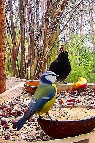livebirdspoland_860b65aad2dd7309a9a68cd6c3e11606.jpg