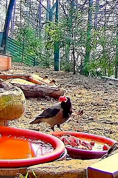 livebirdspoland_e6b94a3e15212178e33c0c344a421161.jpg