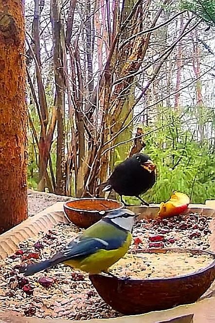 livebirdspoland_a2da82d87e700cb25498360b5160623b.jpg