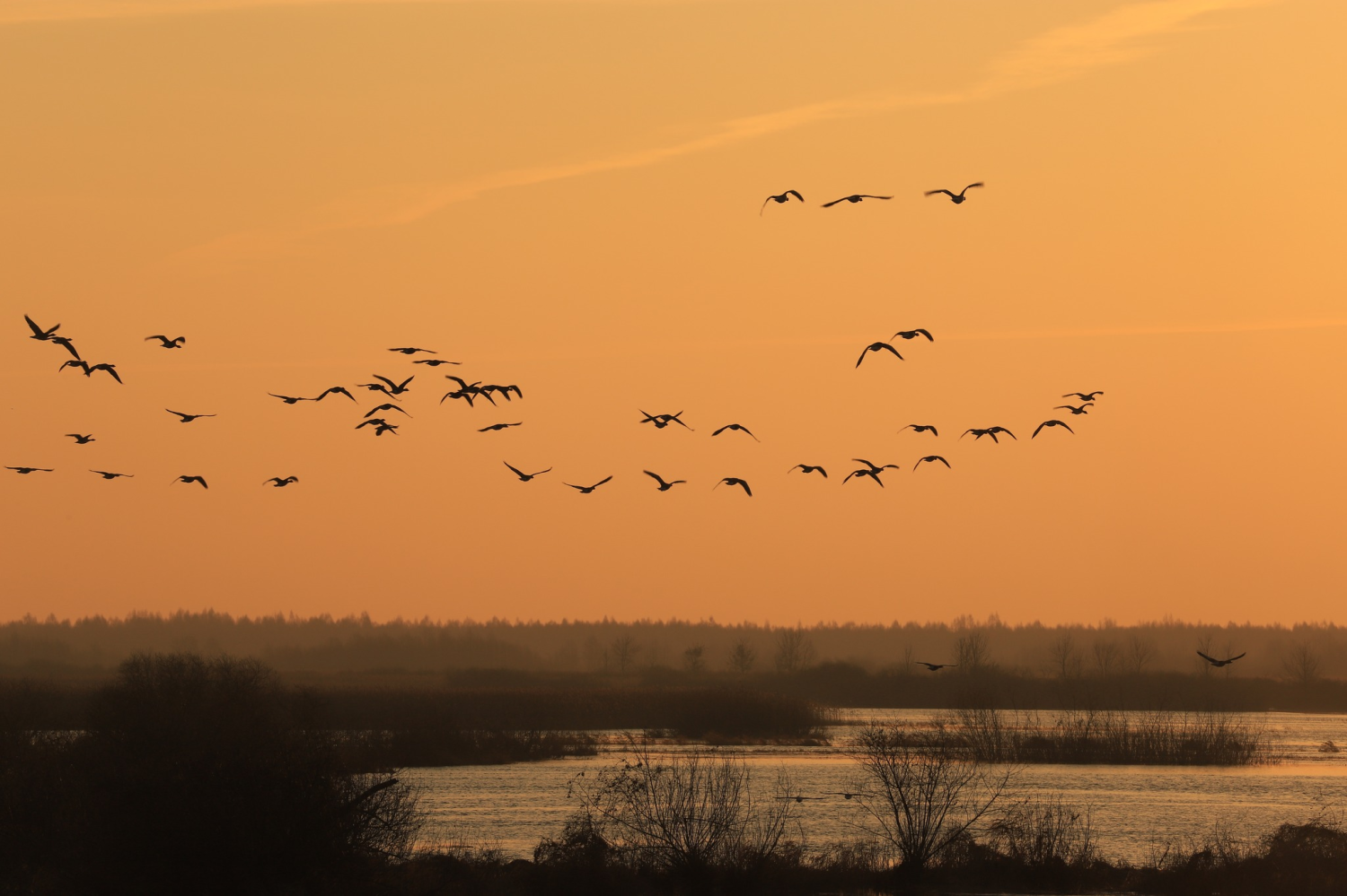 livebirdspoland_edcea0f7828c9145e0a16a3e3ff2ca43.png