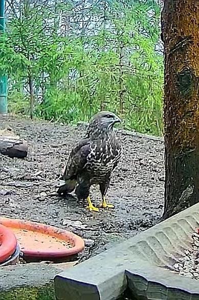 livebirdspoland_2abd99d51cfb370766d2df42582b4726.jpg