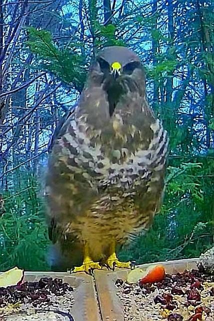 livebirdspoland_499418fbdc1233246d9e55dfedbe0682.jpg