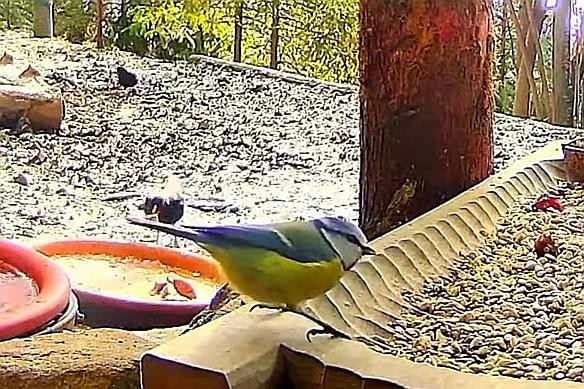 livebirdspoland_1e3ab973a97e97932a392c074929bdd0.jpg