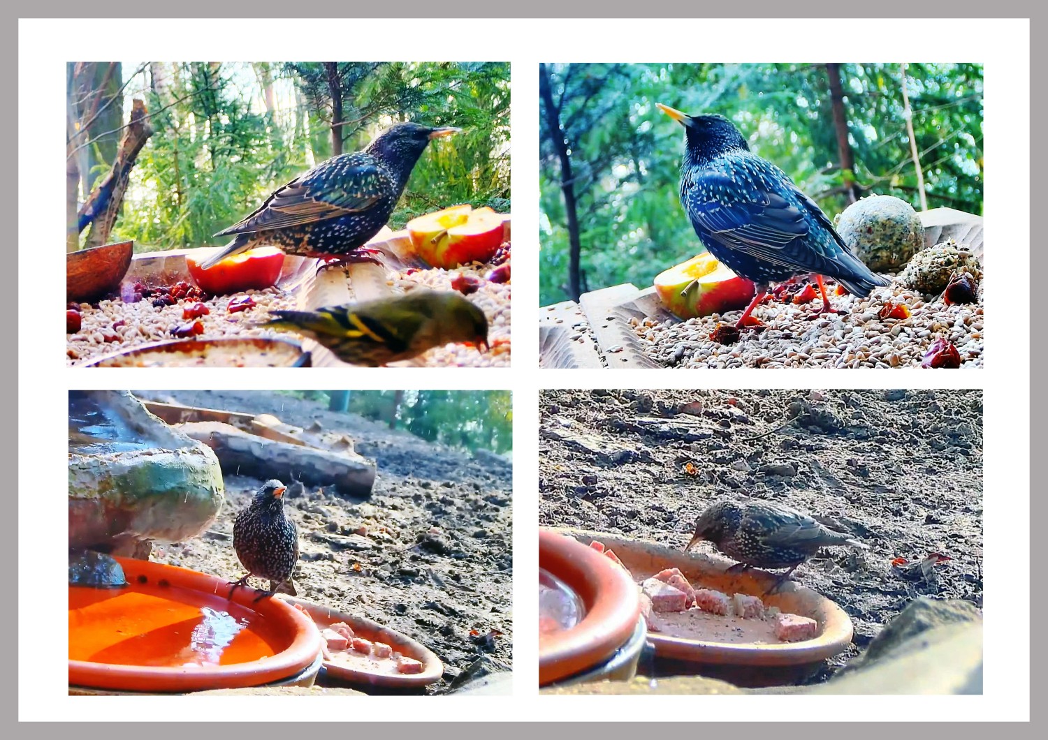 livebirdspoland_5737938205e7105bfb30d3c00910127a.jpg