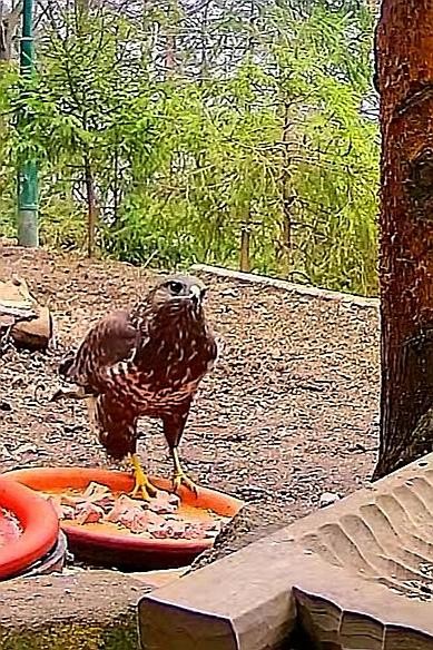 livebirdspoland_36ad9a00e813d52e3bdeacd044f8e2fe.jpg