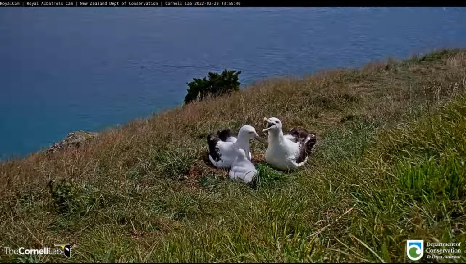 livebirdspoland_18b294906624255fb90465e9f56017d6.jpg