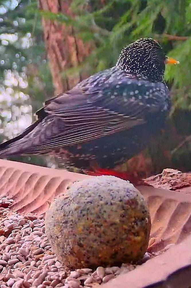 livebirdspoland_2ee08a1e935c148df9ad4c588fc722a0.jpg
