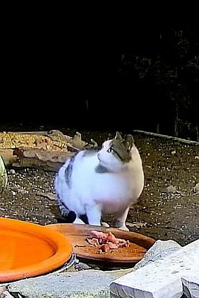 livebirdspoland_4bc81096c6912d3d50b49b0095102c3f.jpg