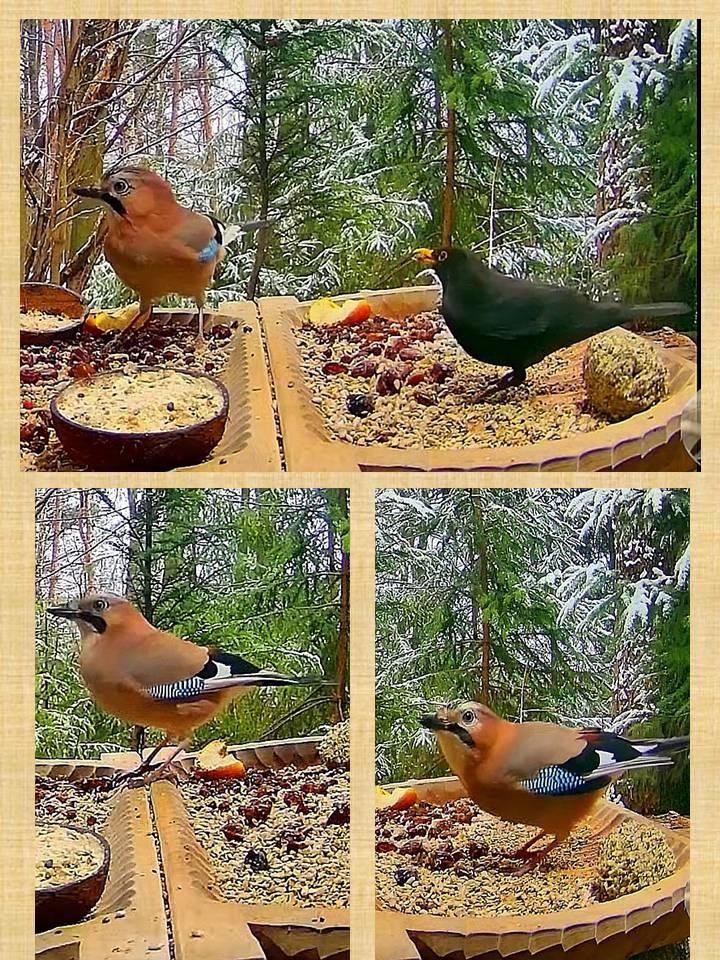livebirdspoland_bee37976b3713f50e856f84febcad94a.jpg