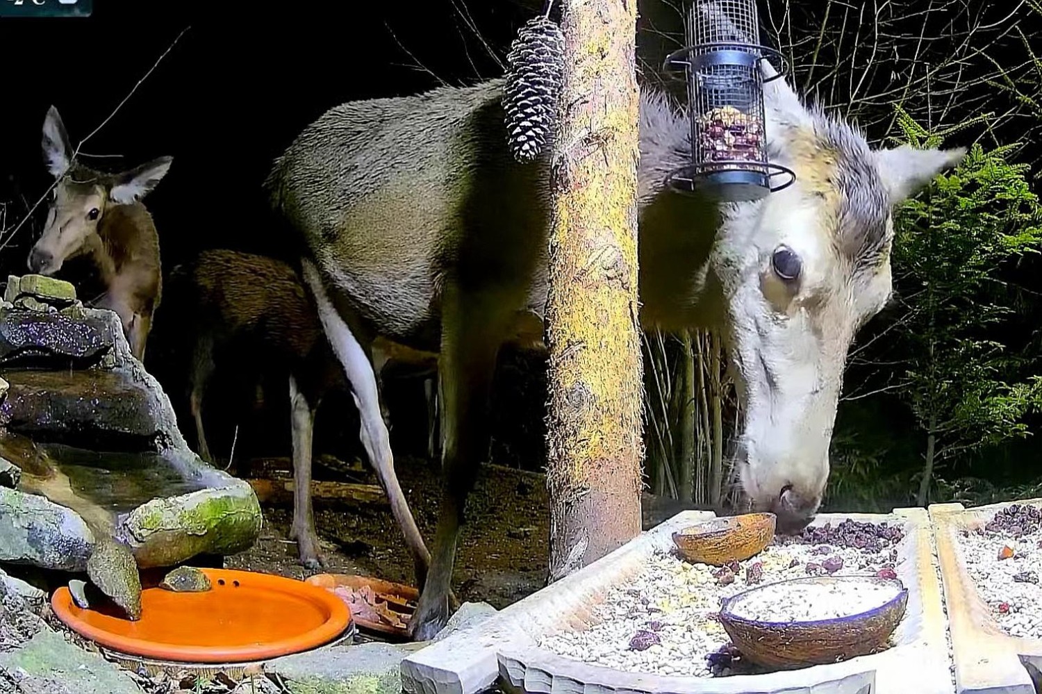 livebirdspoland_31185c2d7c22ba4cf3c3ad77594793d0.jpg