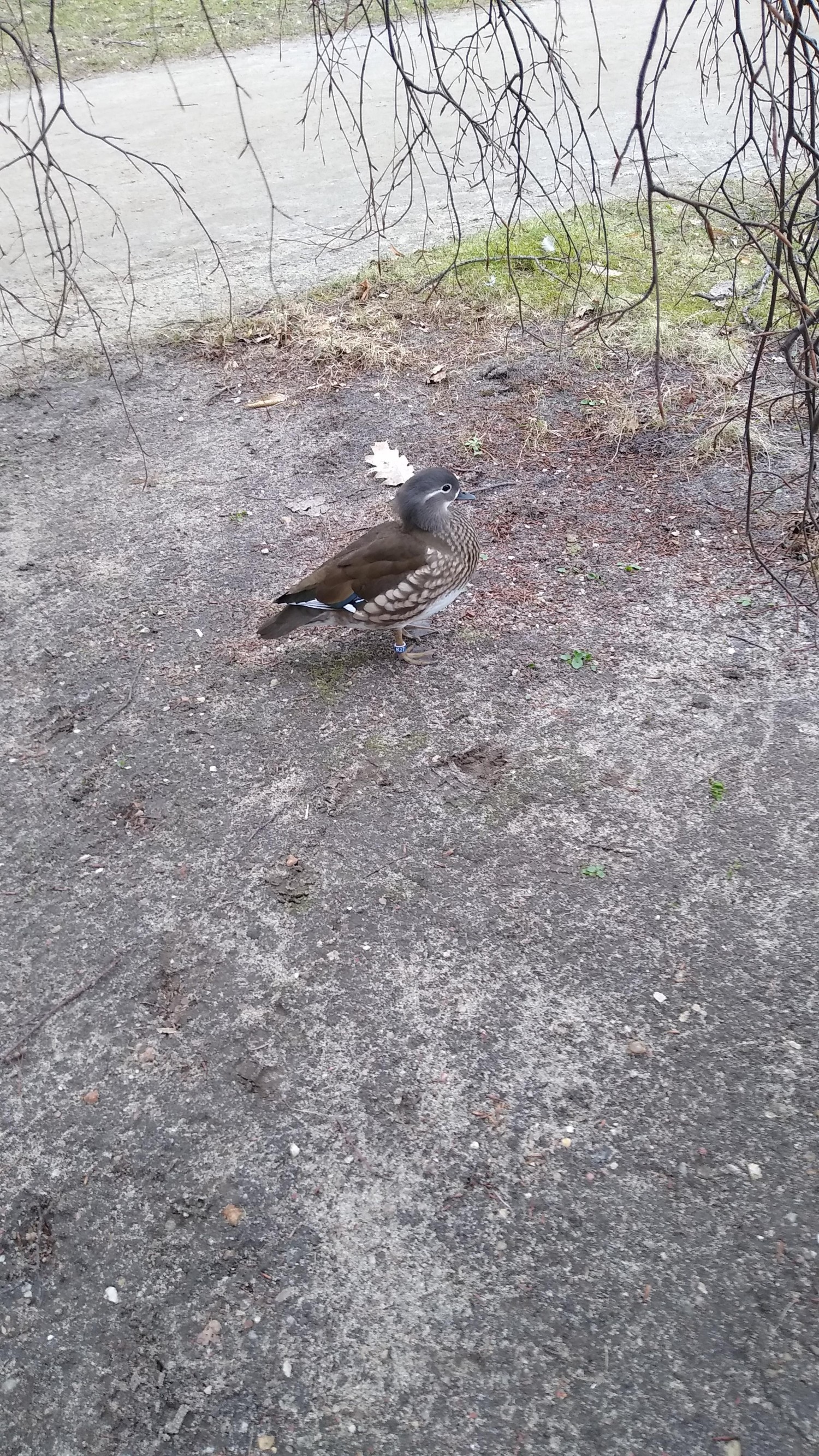 livebirdspoland_39d3c716b8039308b113c6fb80ef3e95.jpg