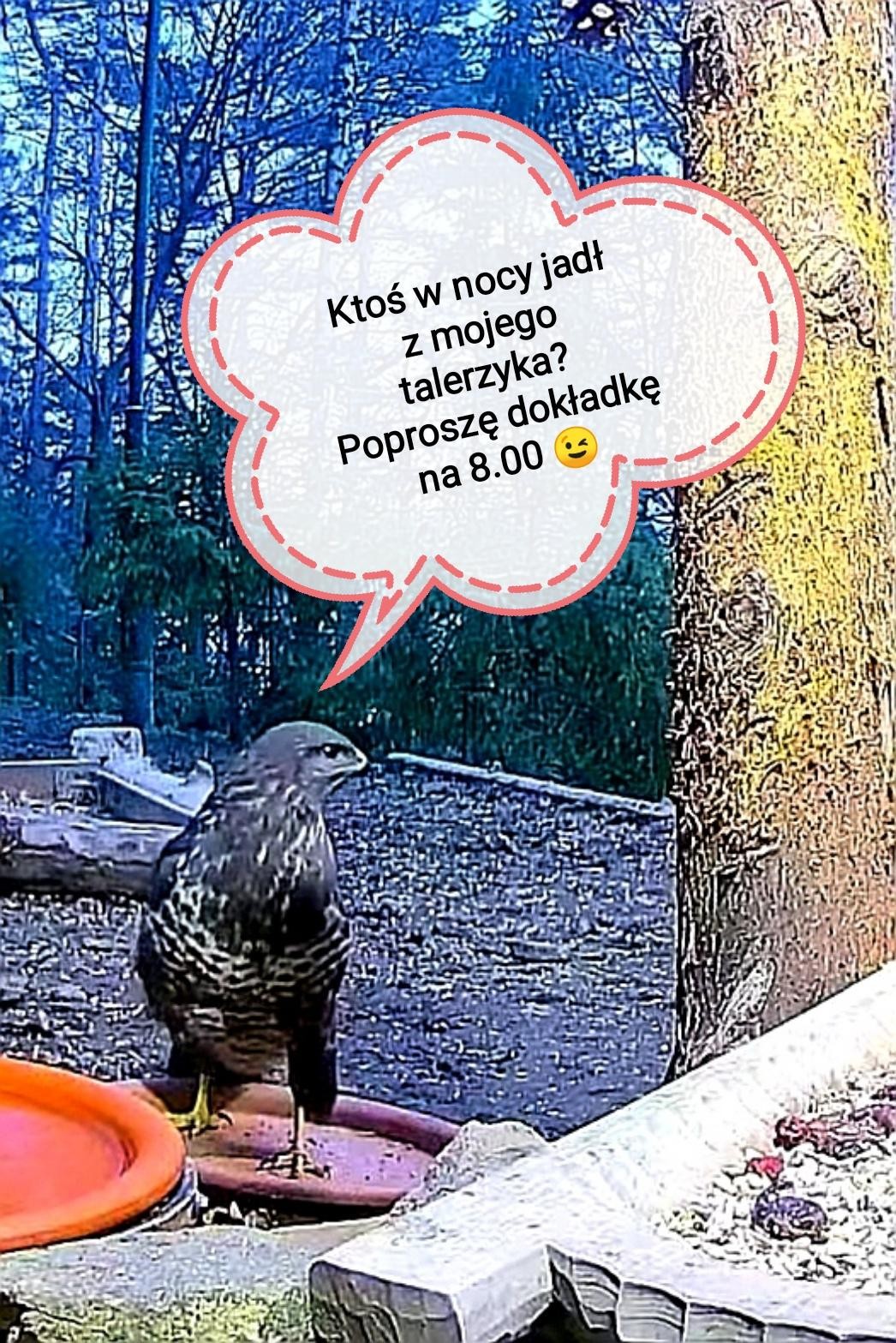 livebirdspoland_6e523e170a4533e9973495717a54e8f5.jpg