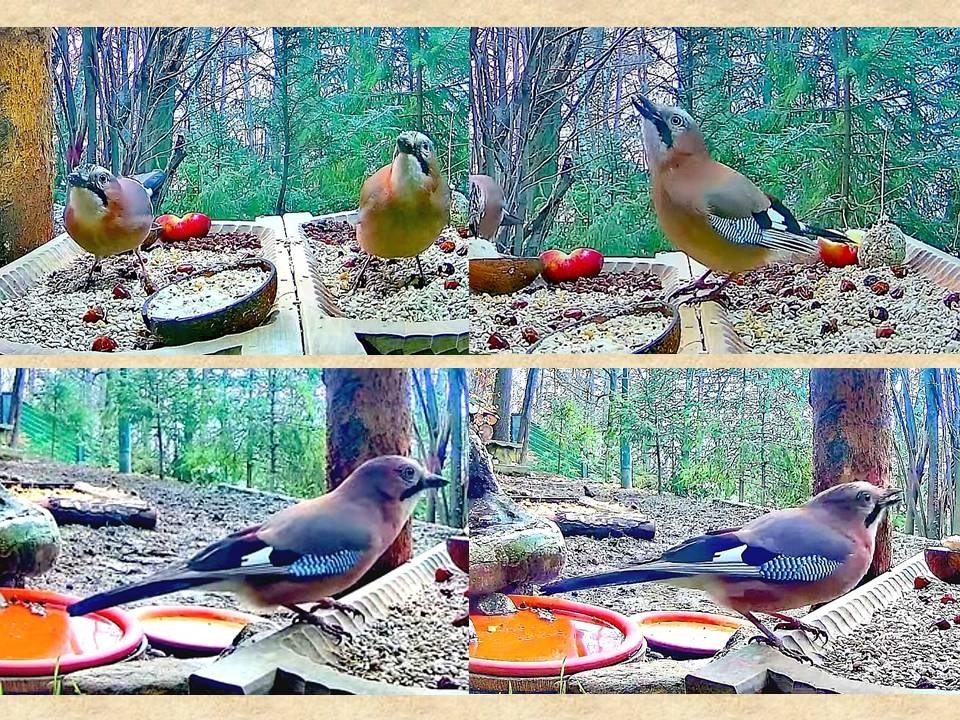 livebirdspoland_6c5ba4dab738cfe13eaf49c6034034bb.jpg