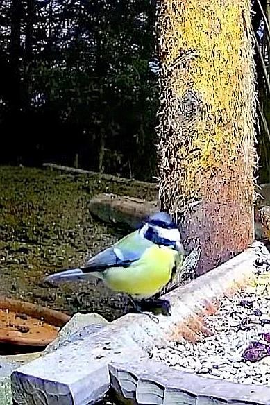 livebirdspoland_2375d1e744e9f4e253a3d443429a20e8.jpg