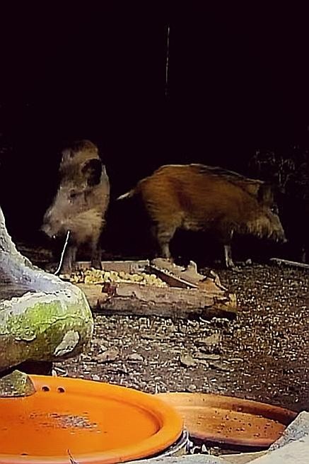 livebirdspoland_709962326f834f466e87088bb239b794.jpg