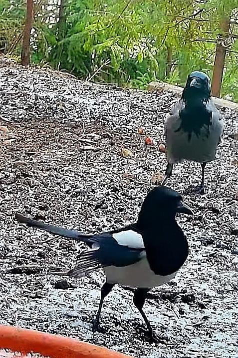 livebirdspoland_e1beb5c0bfc83f65ad36b52b80a08067.jpg