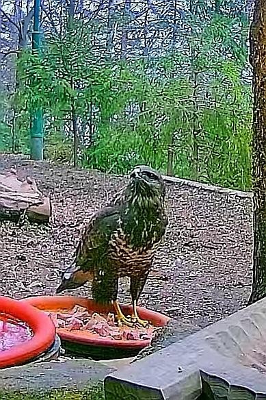 livebirdspoland_78c9d7548fbbf951bbaf41f33415a1ae.jpg