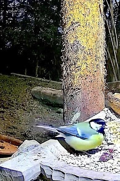 livebirdspoland_3e85801f9694e862d94a6ba2774ca046.jpg