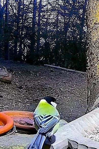 livebirdspoland_14412a2907f59a942e93dd73e66c6605.jpg
