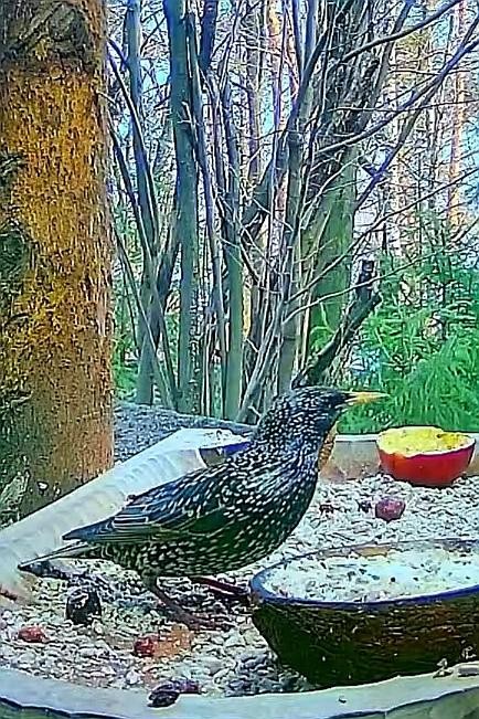 livebirdspoland_b7de02f3e684544b2f569b80c1fbfd6a.jpg