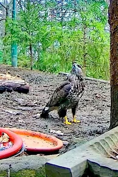 livebirdspoland_543b3ca96902dff6faca63aa43663906.jpg