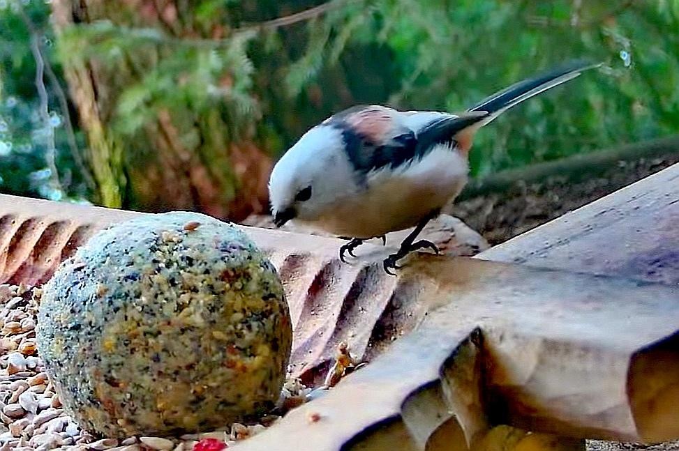 livebirdspoland_4aaa14abd31c3f6d3c71a6c9bb7900a6.jpg
