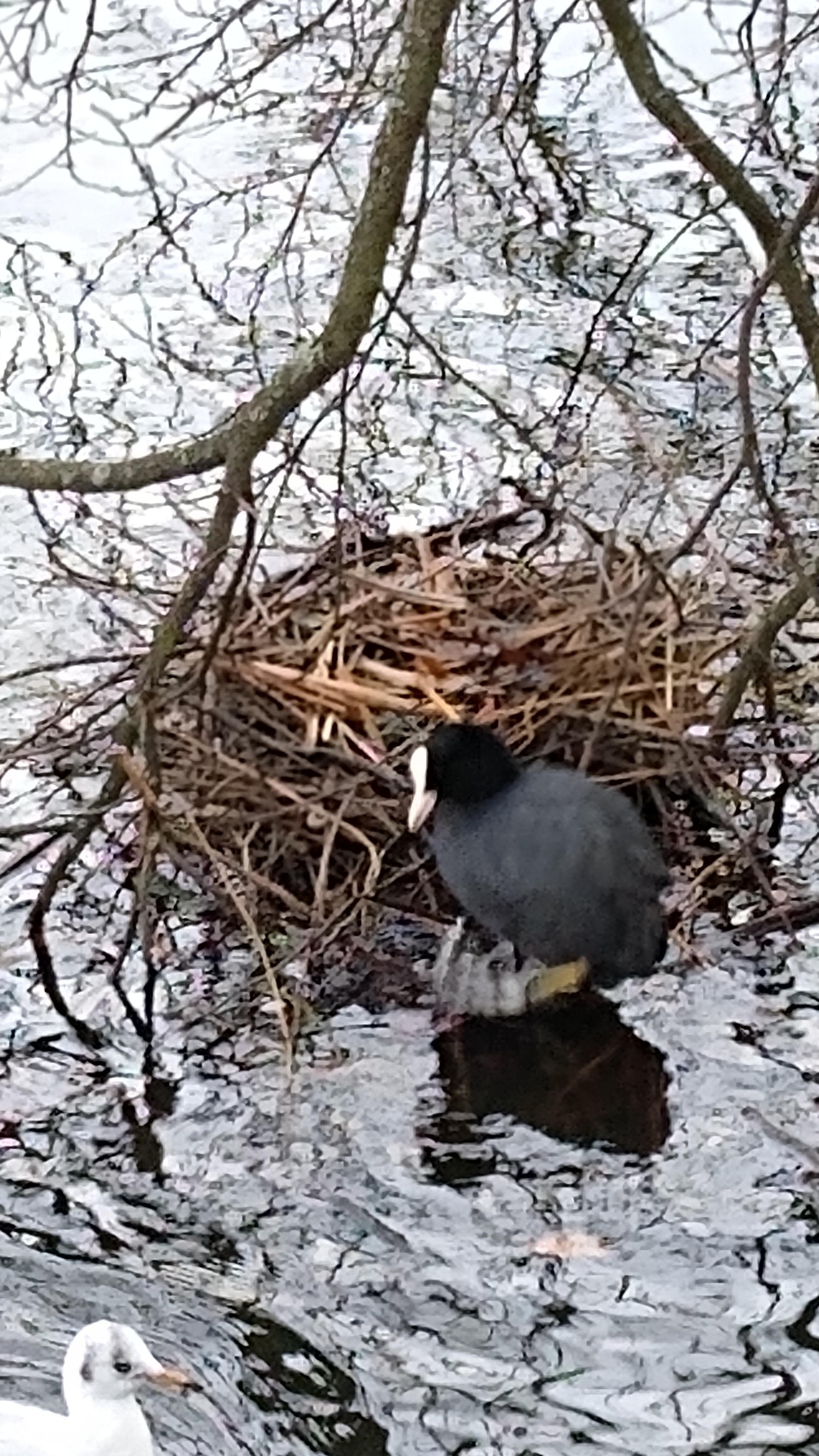 livebirdspoland_83a54885411a770b671e05a419336918.jpg