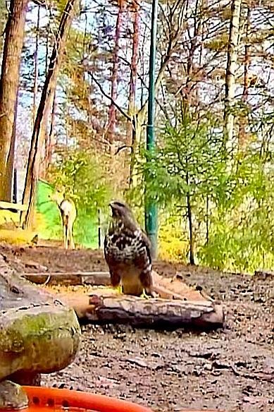 livebirdspoland_ea11d7c527d5e9889b020bf5b8342df5.jpg