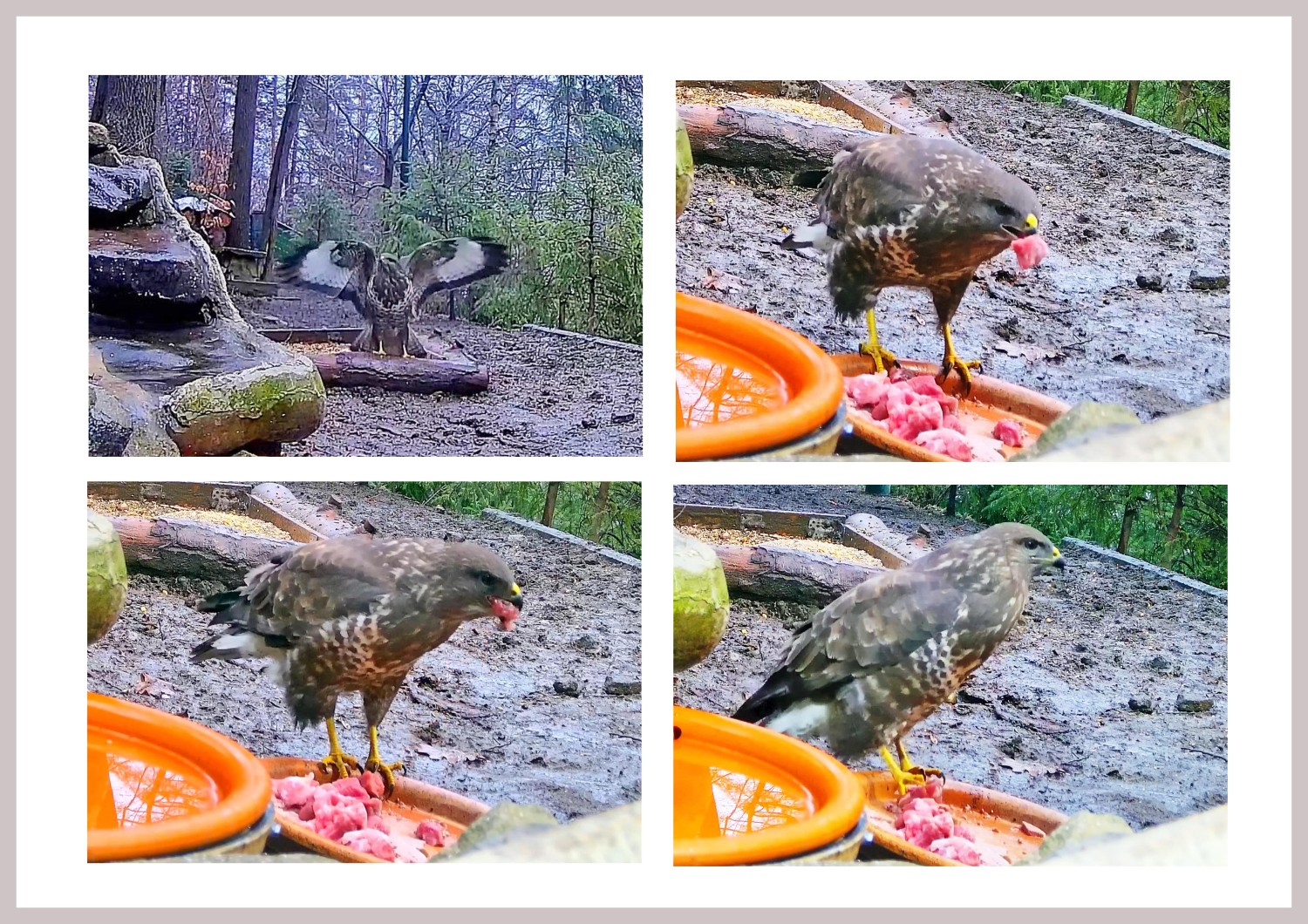 livebirdspoland_8bcb650f6b2d97e7e70ed4db9a358acb.jpg