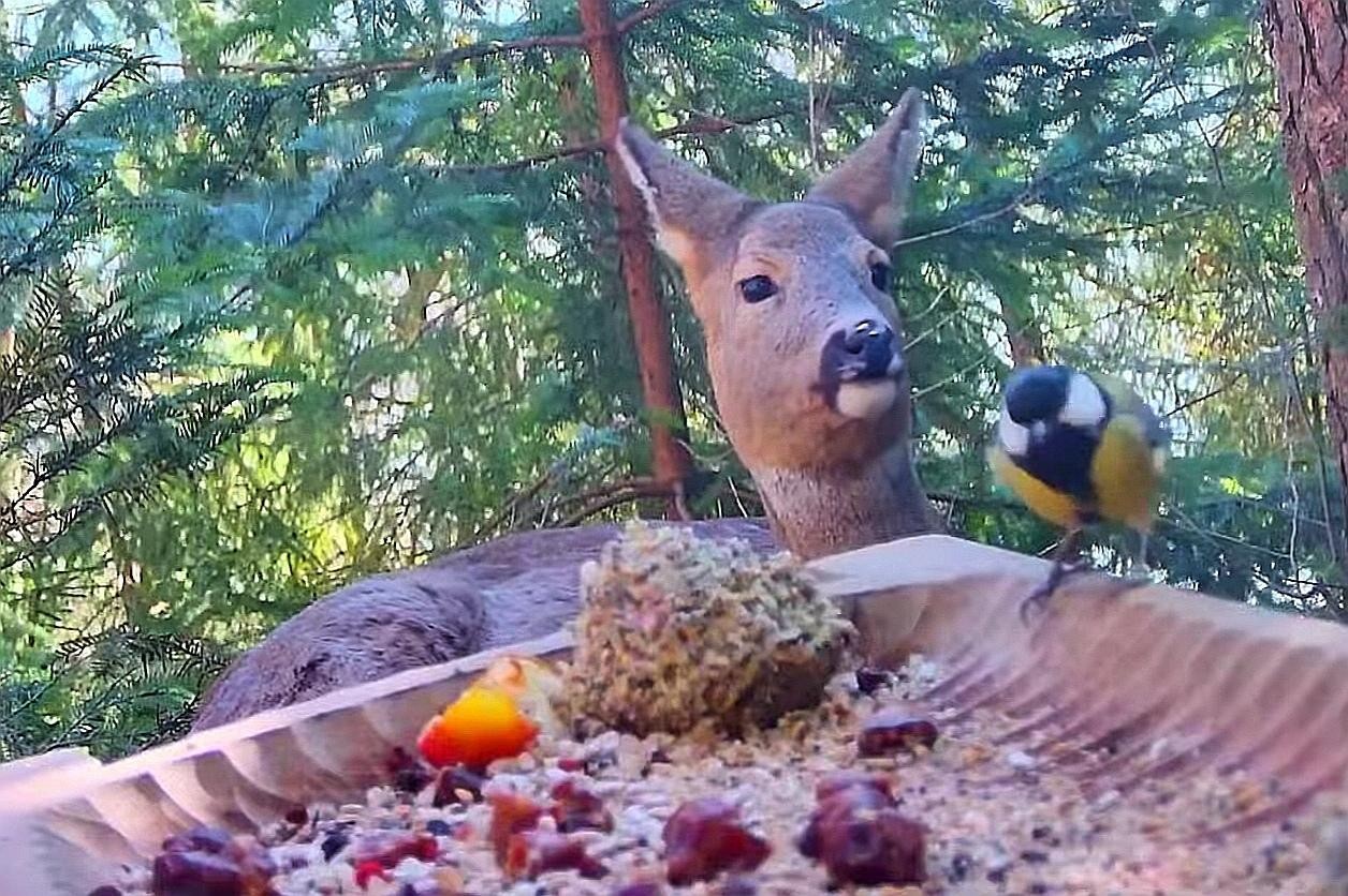 livebirdspoland_6747c23f812ac375e3d26ca3ade39804.jpg