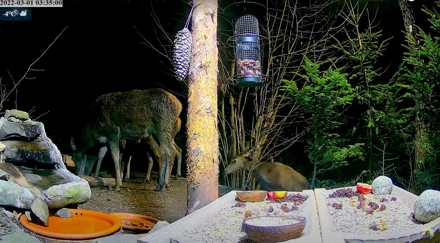 livebirdspoland_baafe02341069bdb02e7777f2ffbdbb6.png