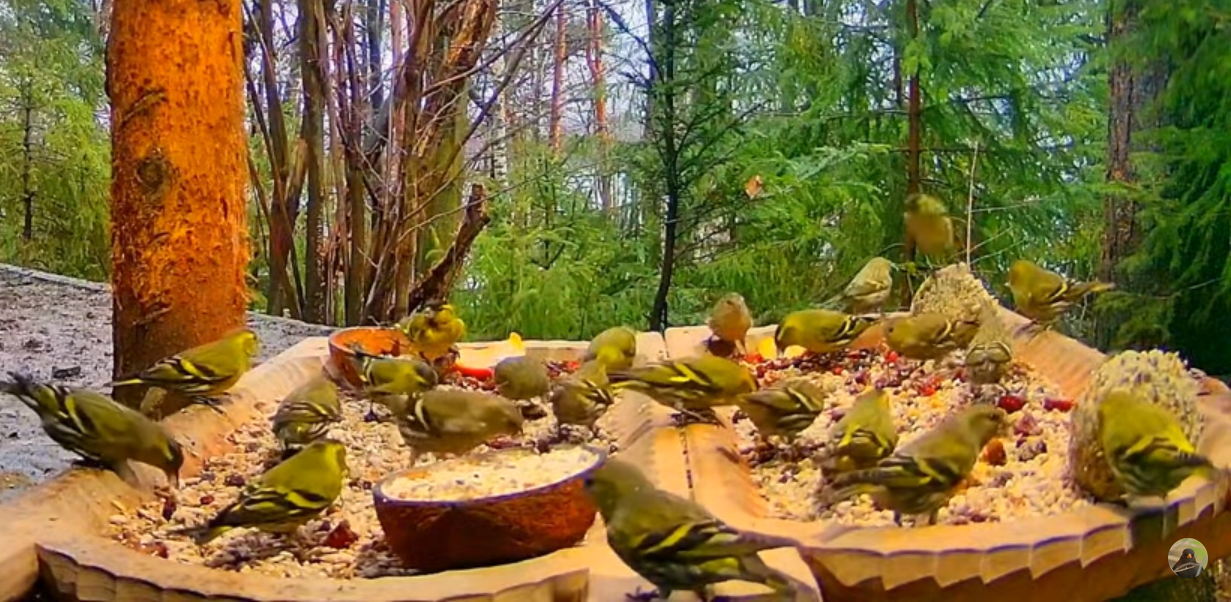 livebirdspoland_acab6a4b1d0a7171818862c10fbaf379.png