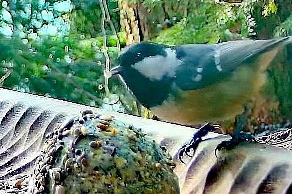 livebirdspoland_5fbcad76c2a3feb0bbc483e2d2237e3b.jpg