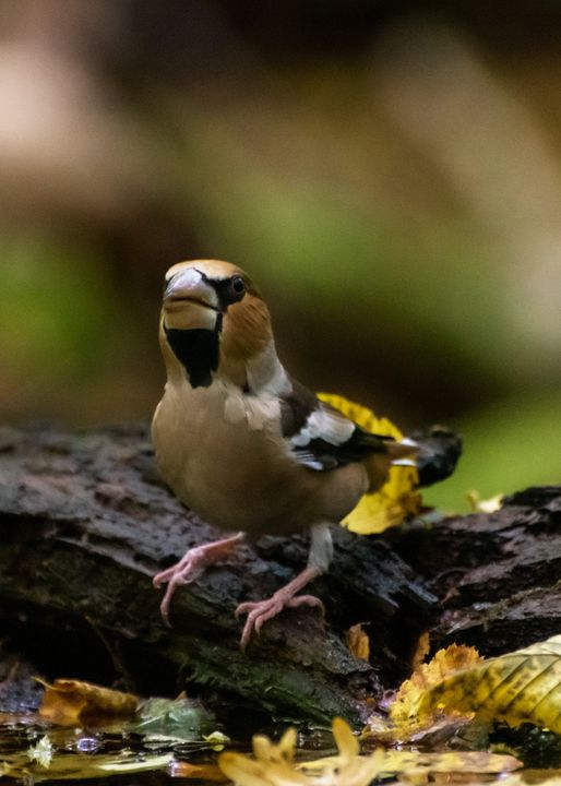 livebirdspoland_bf702e5f5c3c70003b00581ec90c17fc.png