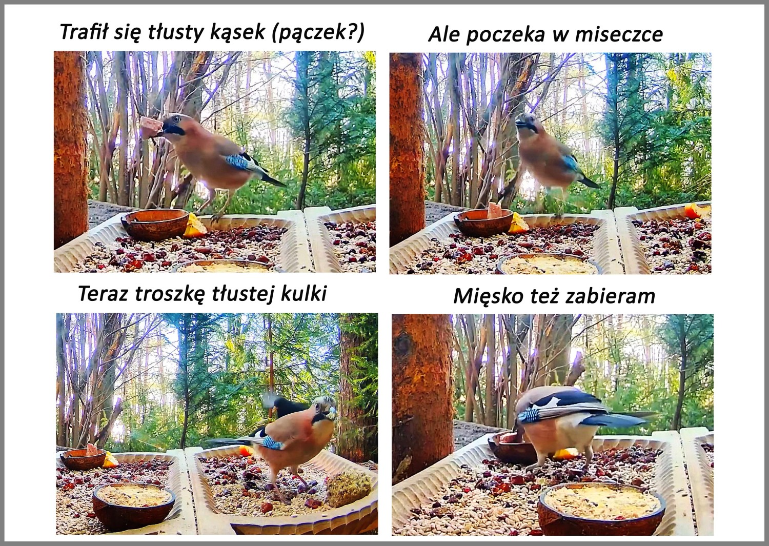 livebirdspoland_62a1defa14fe5dd79d0ed0670775b294.jpg