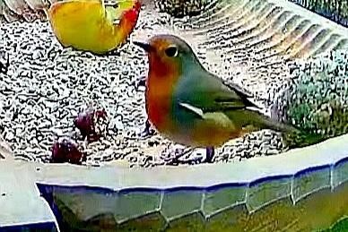 livebirdspoland_1b0e6e9850ddd435cc0b41a55d7ea9dd.jpg