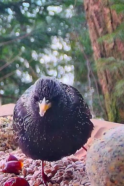 livebirdspoland_b0b6c99d7e97de78edbd6cffca39d4d3.jpg