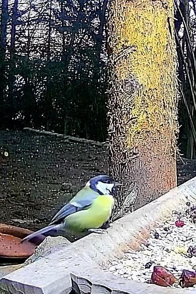 livebirdspoland_01ffd0a1deb40878459f95c4eee876d7.jpg